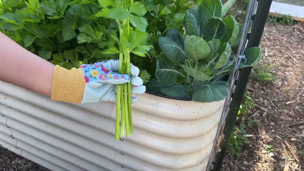 Vegetable Garden In My California Backyard / February 2026 (Peaceful Garden VLOG)