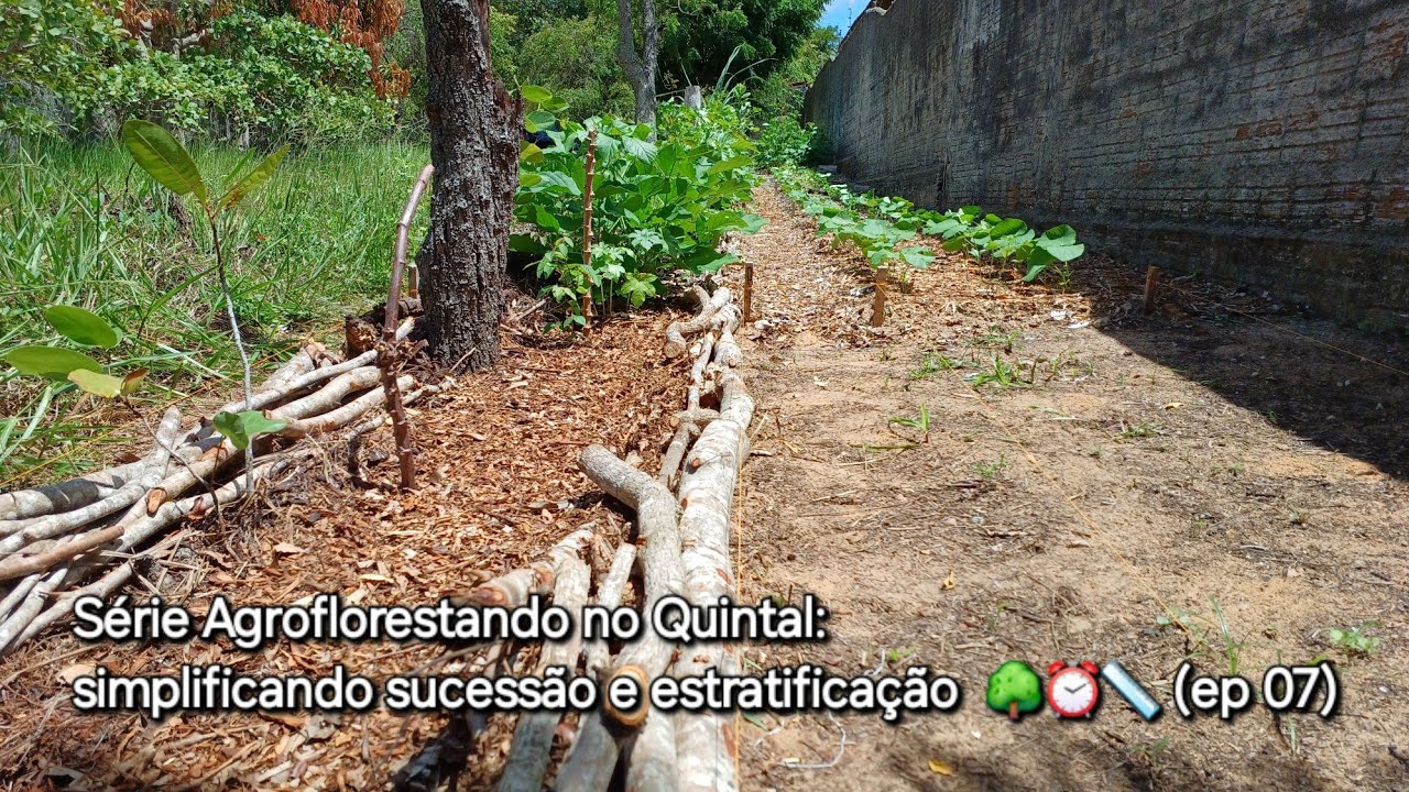 Série Agroflorestando no Quintal: simplificando sucessão e estratificação 🌳⏰️📏 (ep 07)
