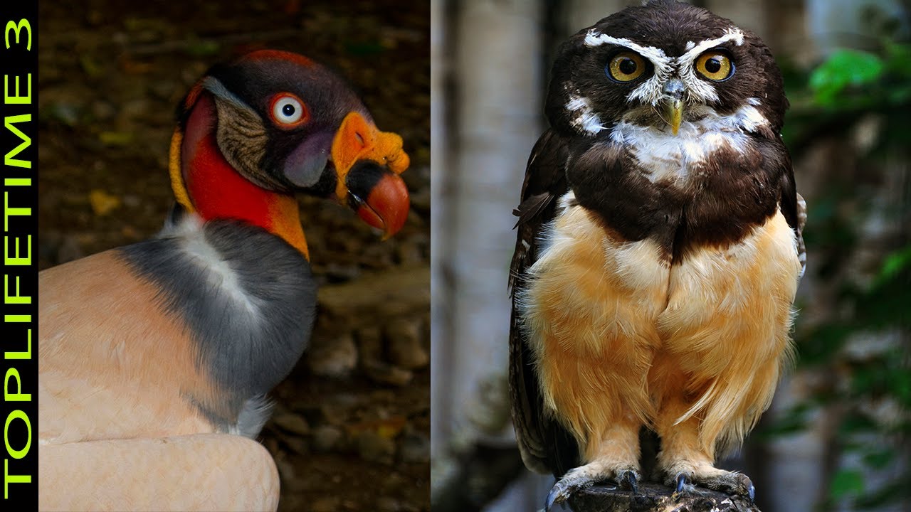 10 Aves M&aacute;s Ex&oacute;ticas Del Amazonas