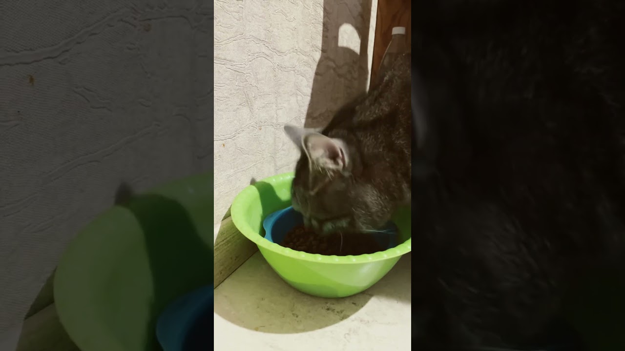 #mokpan
