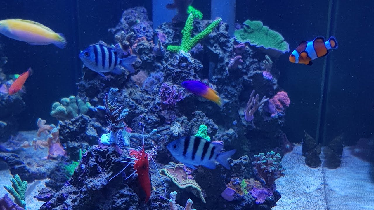 Meerwasser Raumteiler 650l Projekt Update 22.08