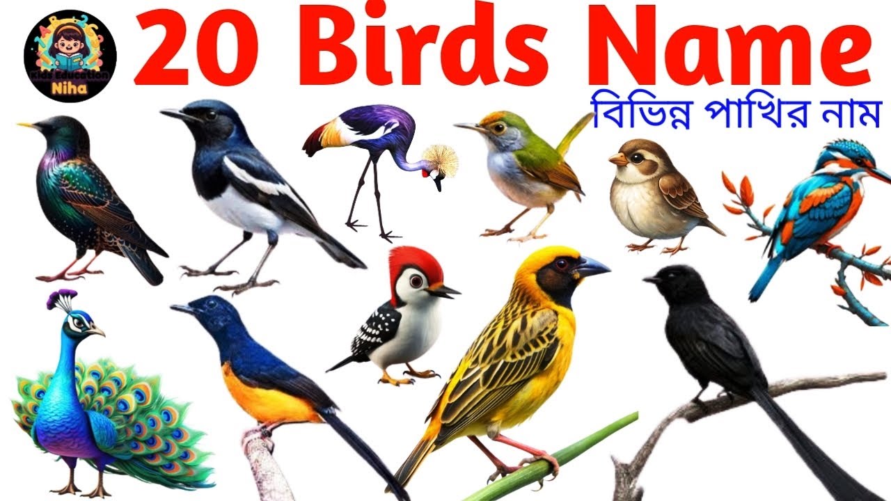 Birds Name for Kids | 20 Common Birds Name in English with Pictures