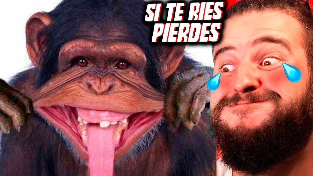Si Te Ries Pierdes y Te Conviertes En Un Mono 🐒