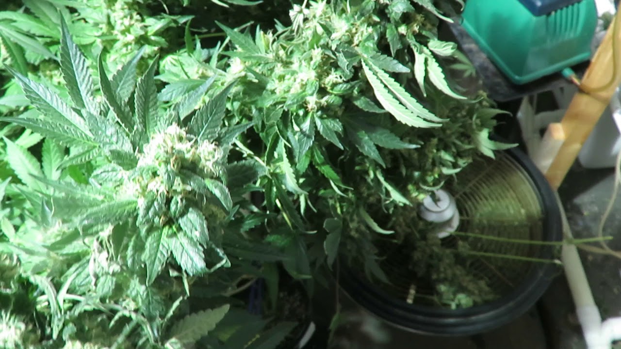 moby dick harvest day RDWC