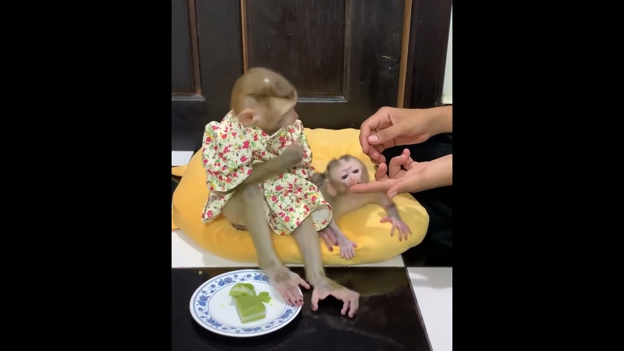 Big Sister Monkey Comforts Tiny Baby 🐒💞 | Sweetest Family Moment Ever!