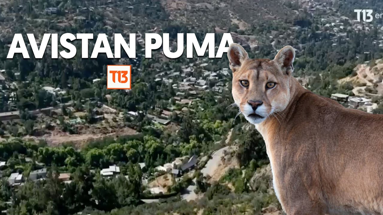 Preocupación por avistamiento de puma en sector residencial del Arrayán