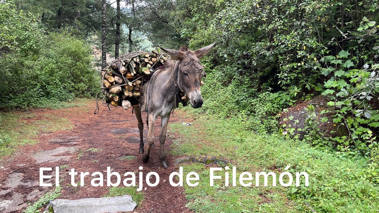Vean cómo se gana la vida el burrito | Rosmery y Filemón (No. 2)