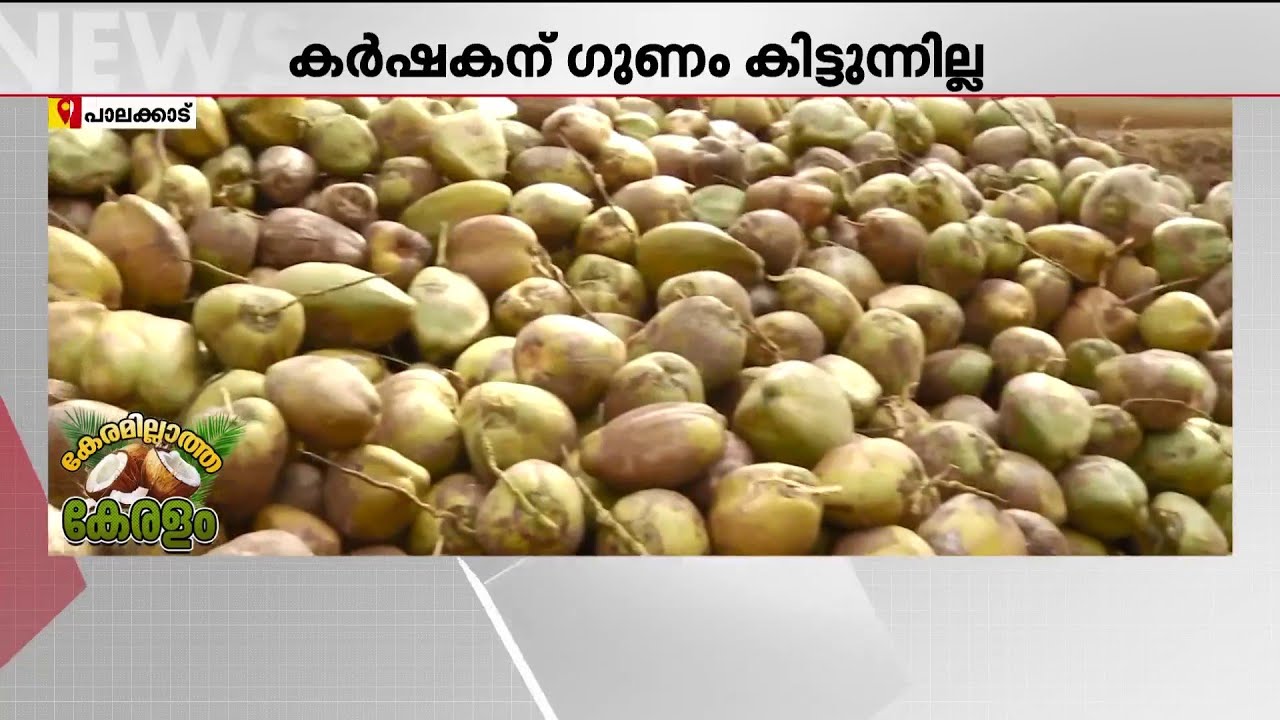 കേരം തിങ്ങിയ നാട്ടിൽ കേരം കിട്ടാനില്ല ! തേങ്ങാ ഉത്പ്പാദനം കുറഞ്ഞതോടെ പ്രതിസന്ധിയിൽ കർഷകർ