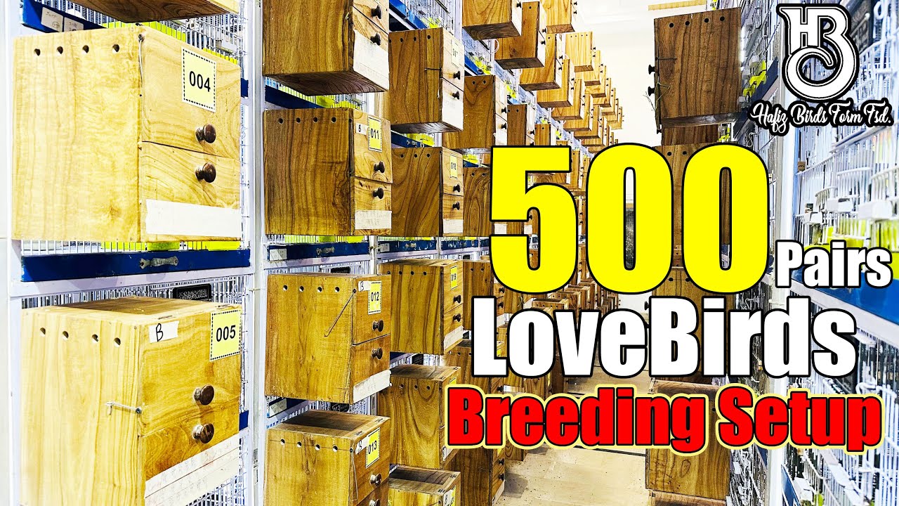 Посетите AWA Aviary 500 — центр разведения неразлучников в Фейсалабаде