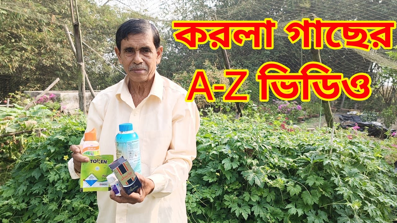 করলা গাছের সব সমস্যার সমাধান দেখুন এই ভিডিওতে।। karala gach|| korola gach||Bitter Gourd
