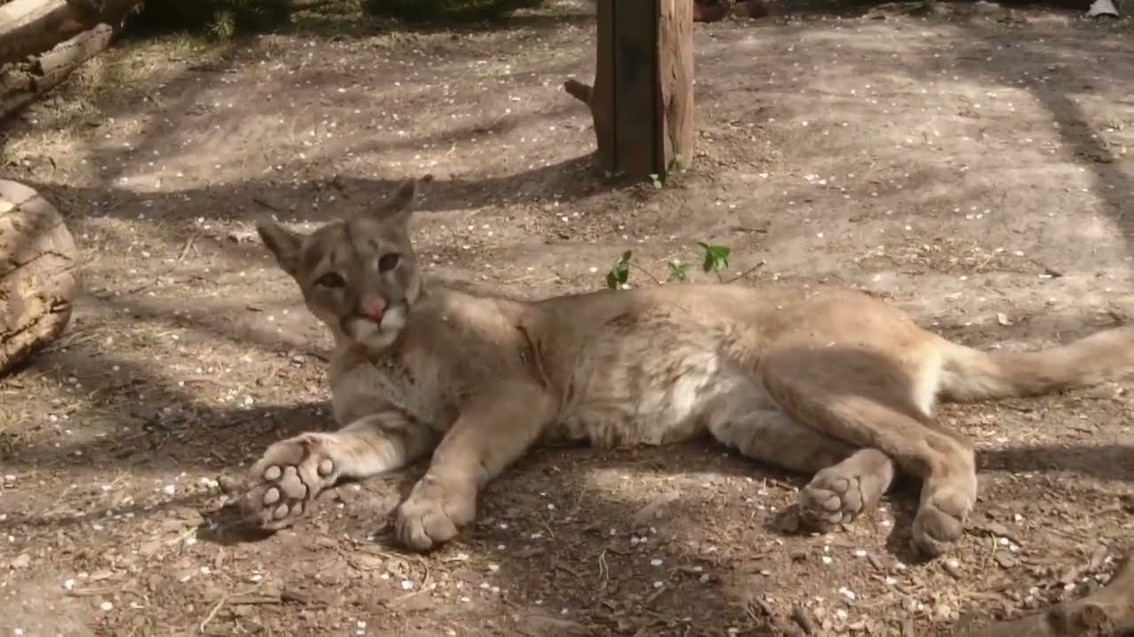 Puma concolor &ndash; пума (кугуар) - cougar