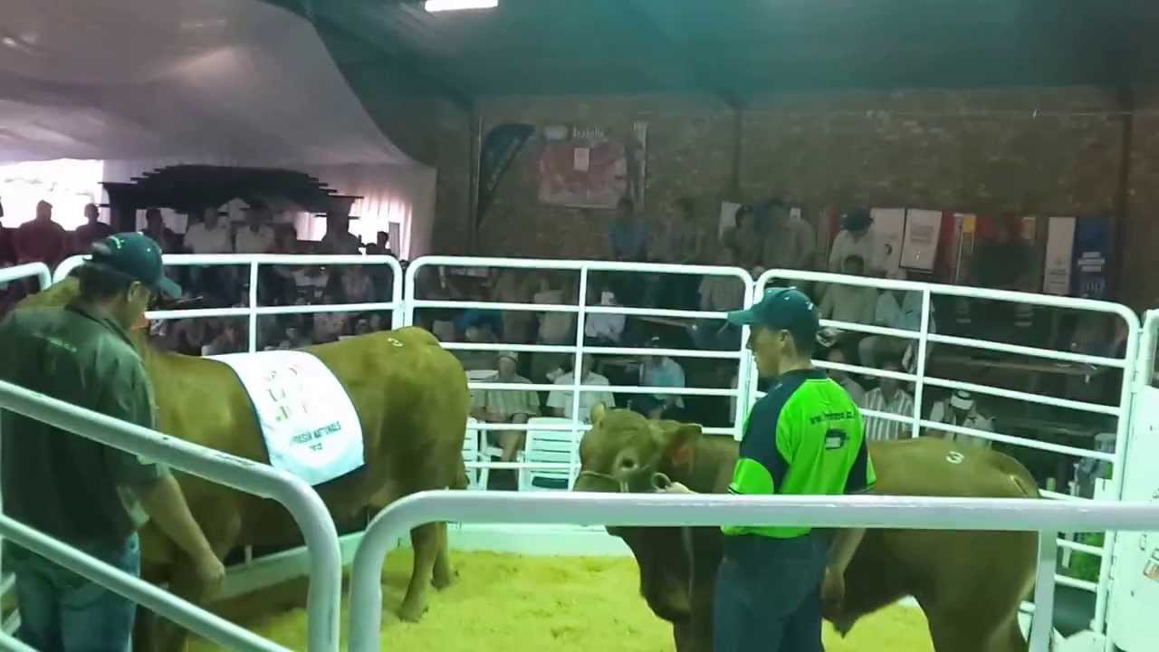 Most expensive Limousin Cow ever sold in SA