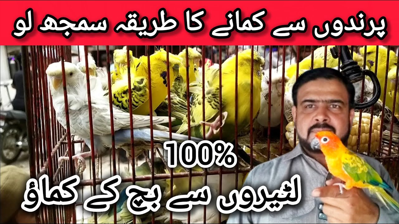 Birds Business in 2025-2026 | Lalukhet Birds Market | Jal Rate | Ways to Earn from Birds
