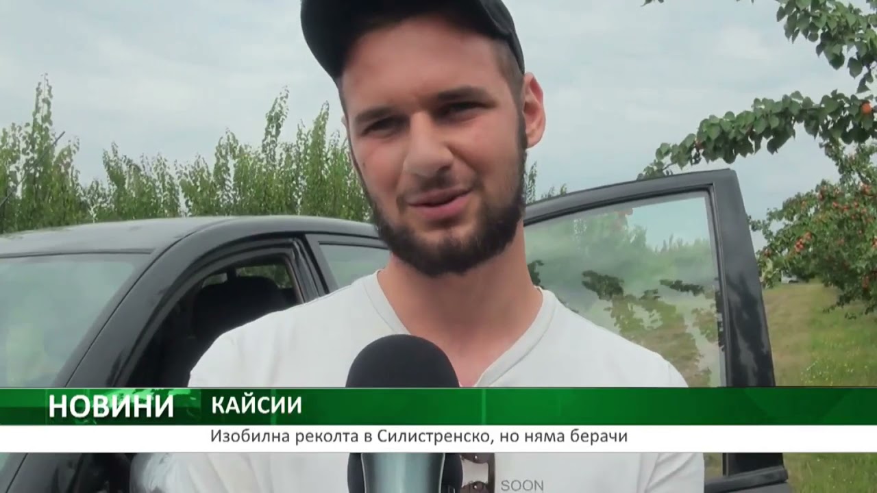 Изобилна реколта от кайсии в Силистренско, но няма берачи