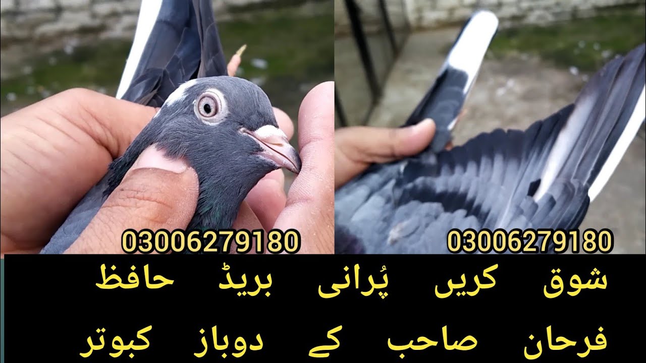 حافظ فرحان صاحب کے پُرانے پیور دوباز کبوتر۔