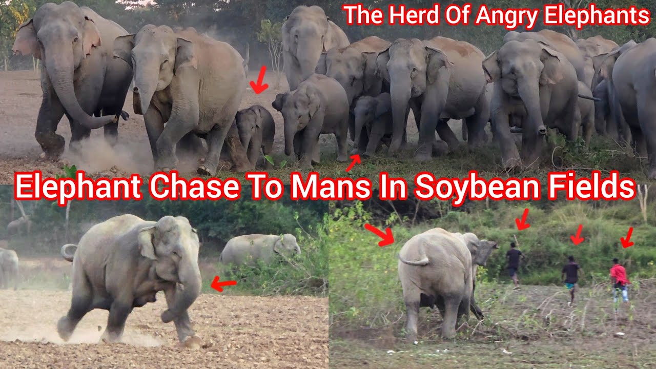 The Herd Of Elephants was Suddenly Chased To Humans While Playing Dust In The Soybean Fields#animals