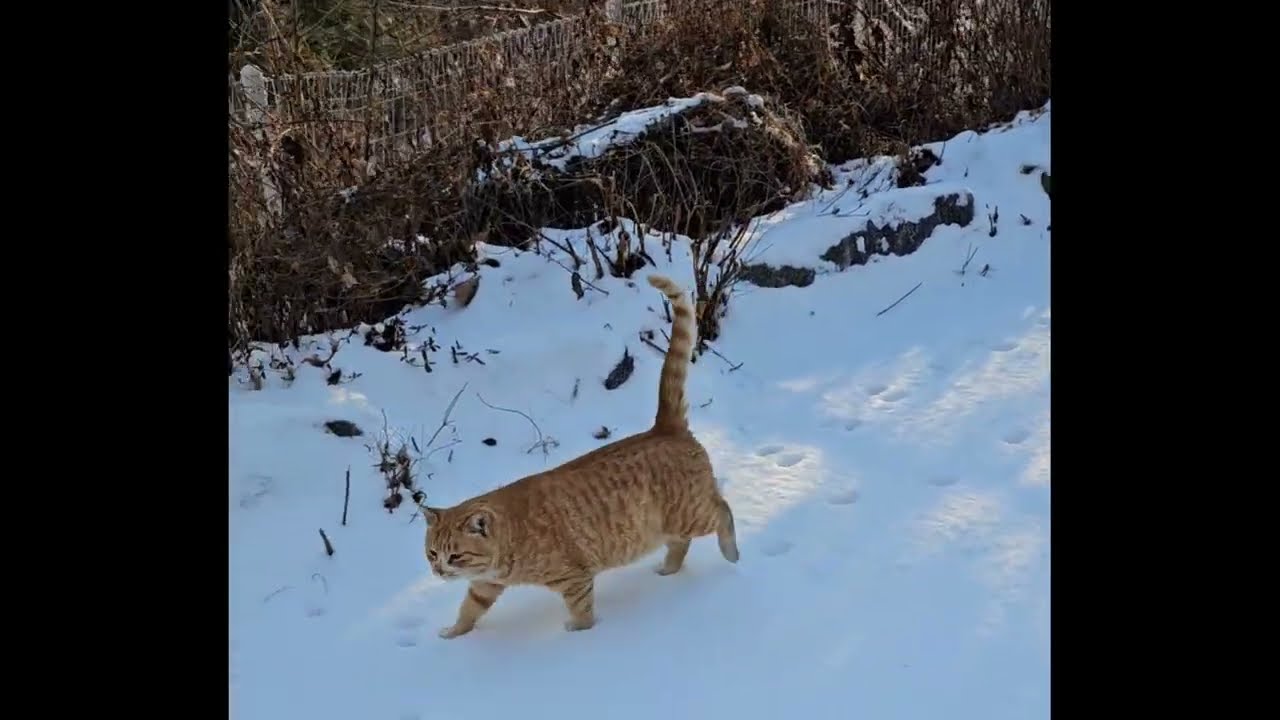 하얀 눈밭을 걷는 #아름이 walk snow-covered ground #snow #cat #고양이 #straycat #alleycat #catlovers #발자국 #눈밭