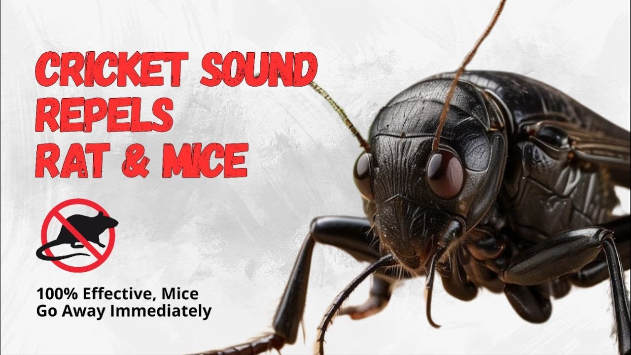 🦗 Suara Jangkrik Pengusir Tikus Efektif | Cricket Sounds to Repel Rats Instantly!