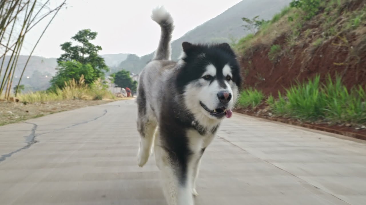 整片山林都是我的散步小径 The whole mountain forest is my walking trail丨Apenjie with Dawang