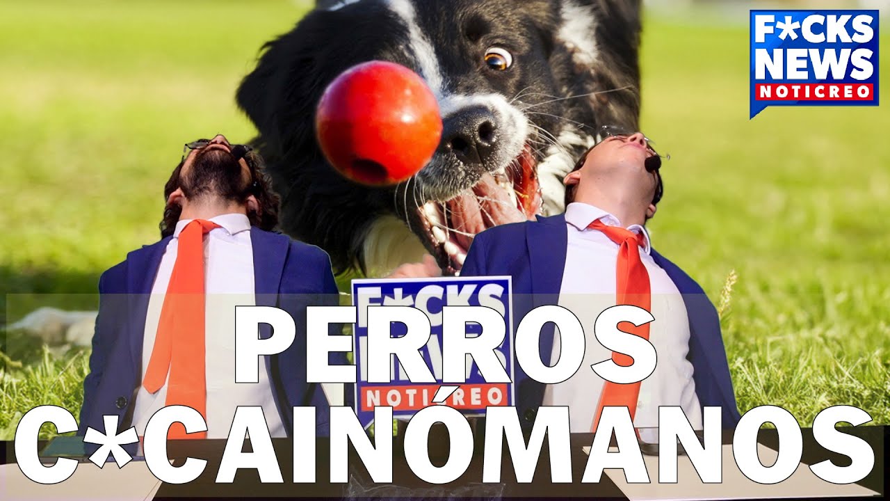 F*cksNews Palma: Perros C*cainómanos