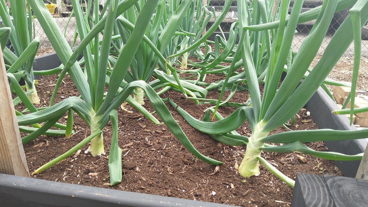 May Garden Update: Black Carrots, Ginger, Potatoes & More! 🌱 5/4/24 #urbangardening
