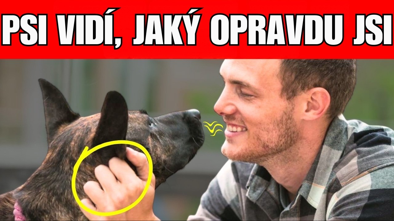 Jak psi testují, zda jste dobrý člověk – než vám skutečně důvěřují