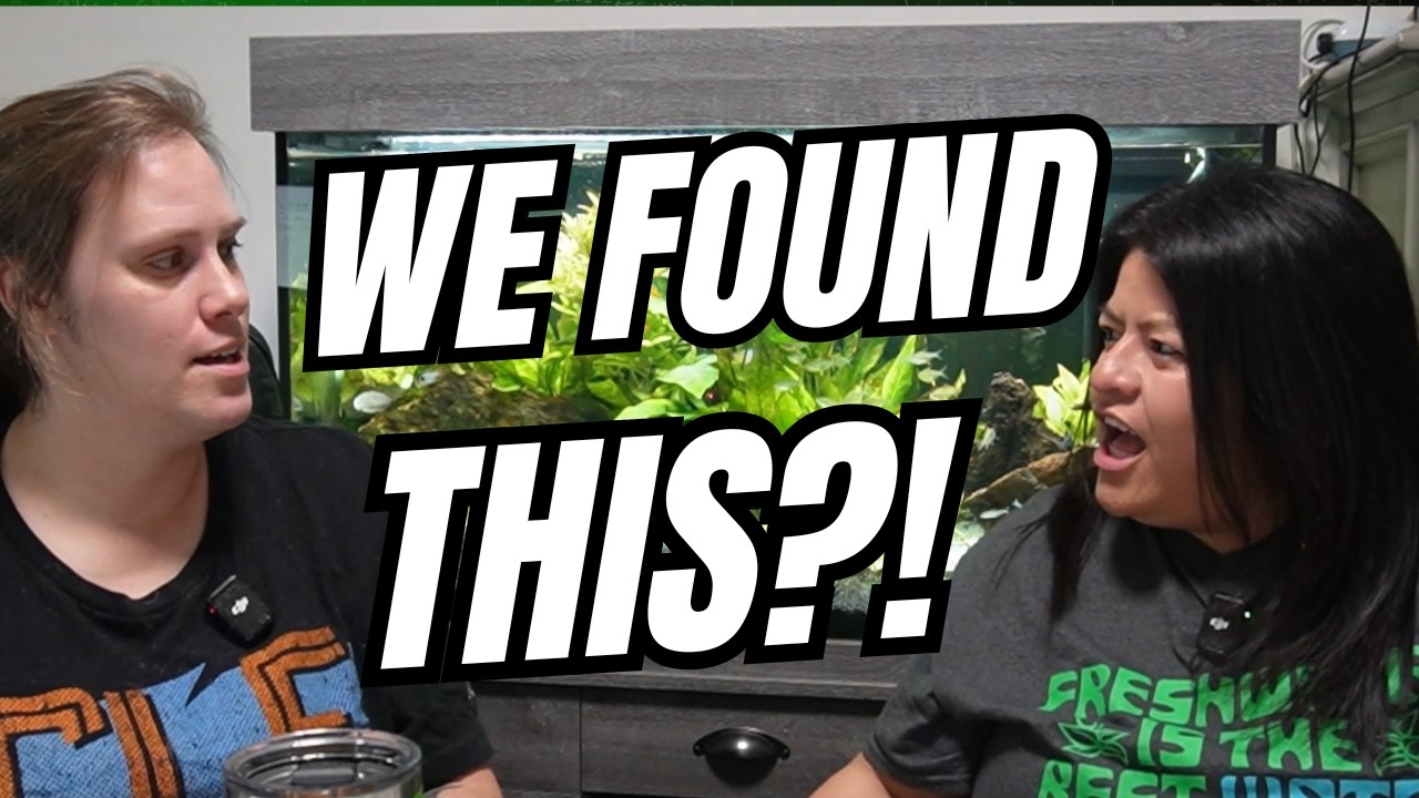 Planaria in My Shrimp Tank 😭 How We Treated It | Ep. 6