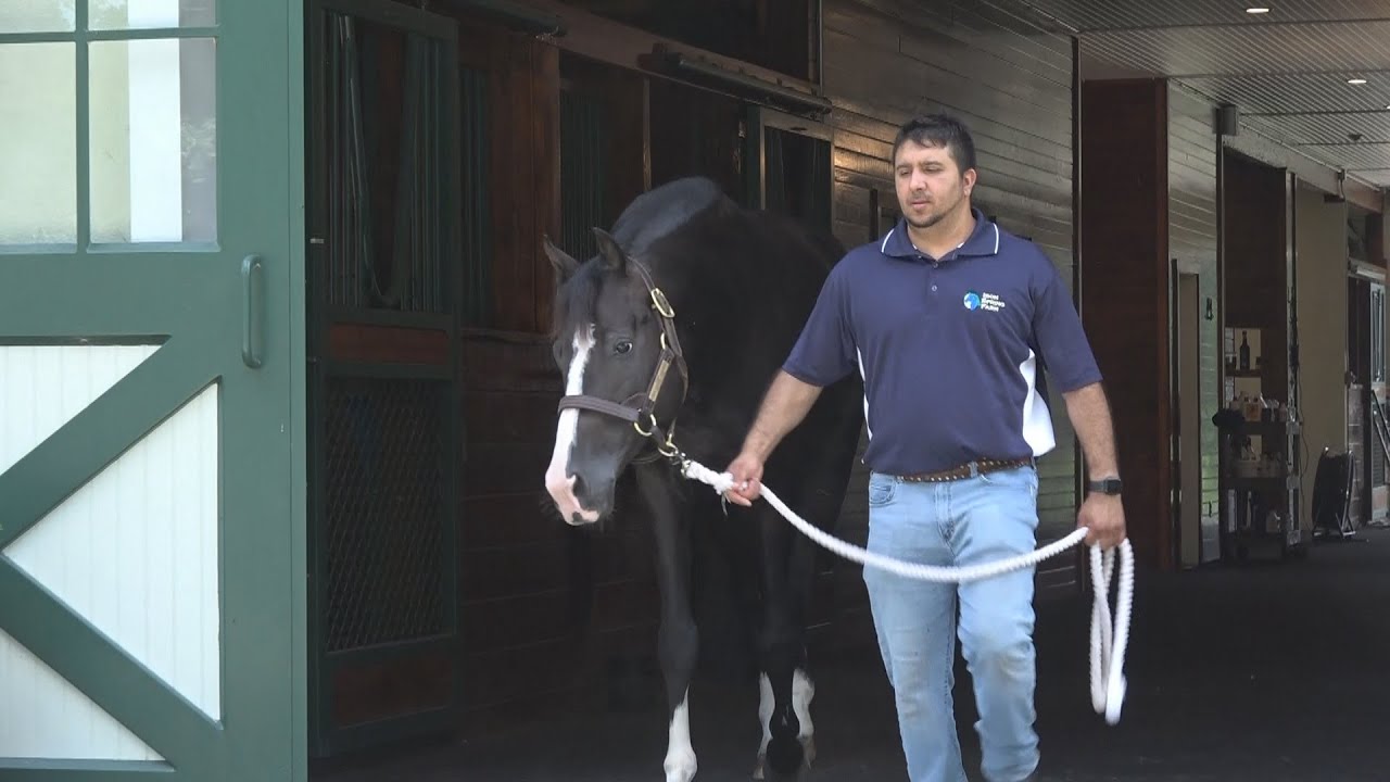 A Day in the Life of  Kaiman - Late Summer 2022  - KWPN Approved Dressage Stallion