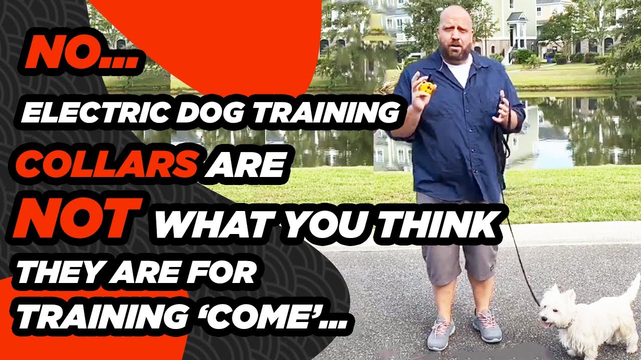 E-Collar Training- Train a Dog to Come When Called Using an Electric Collar Humanely