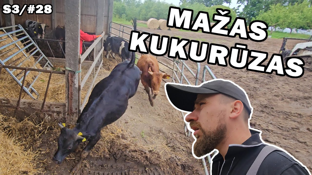 ukis.zemaitija/s3#28 mini kukurūzai, rulonų vežimas, mešlas bakužė.