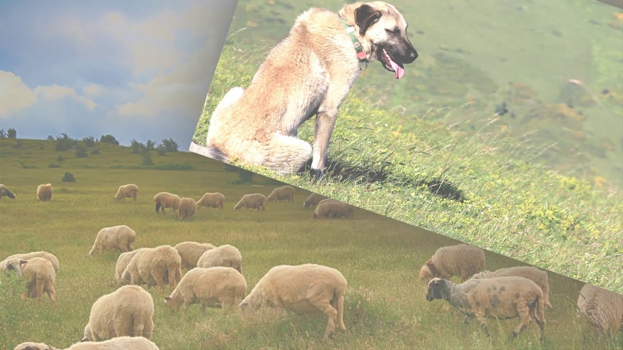 Baydarlı Kasabası Fotoğrafları [Video slayt] HD