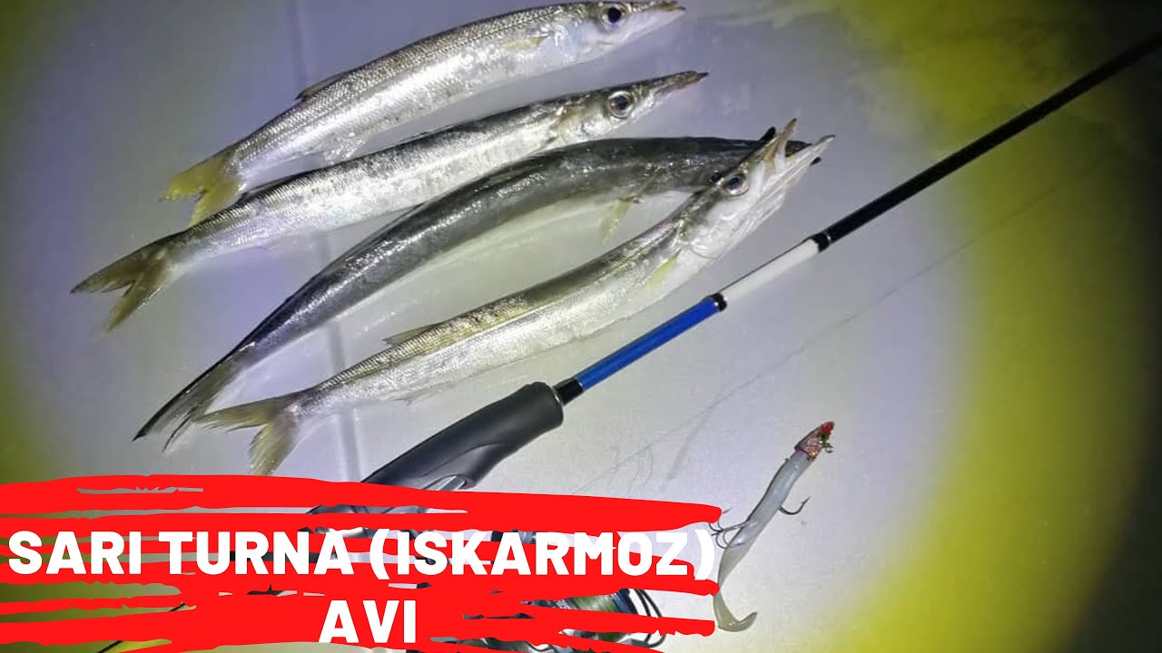 LRF ile SARI TURNA 