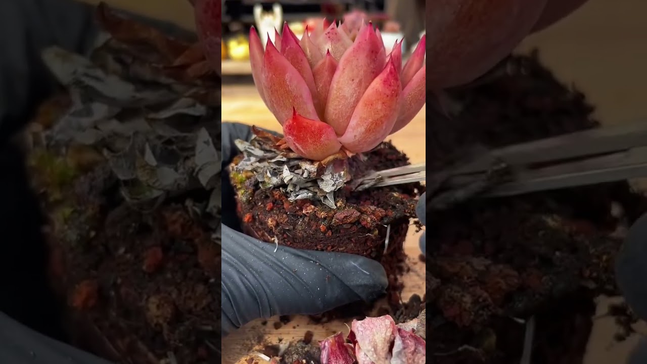 Luxury Indoor Succulent Care 🌵 Create a Minimalist Home Garden That Lasts