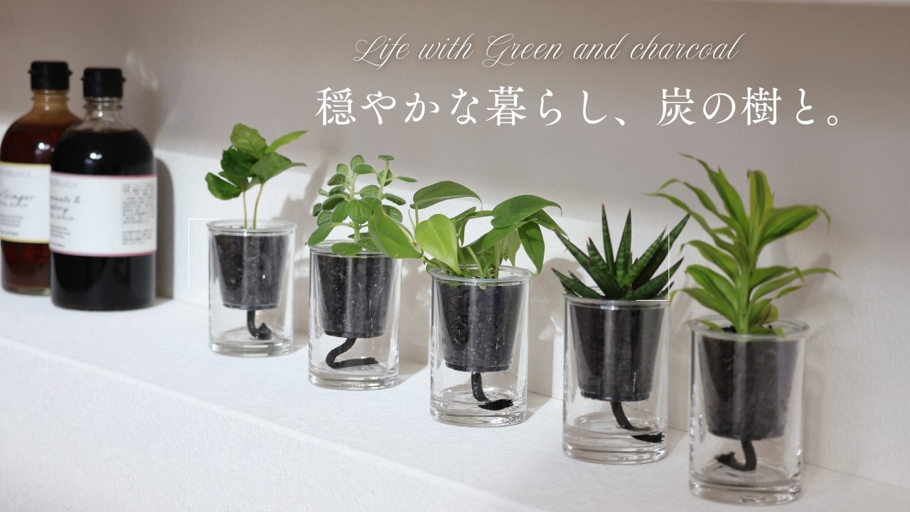 待望の第二弾。Makuakeで話題になった「炭の樹」新しい品種が仲間入り。