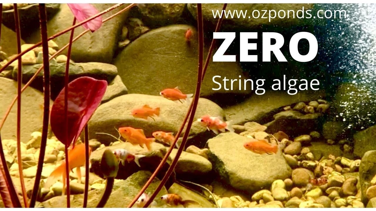 My secret weapon for eliminating string algae in a pond