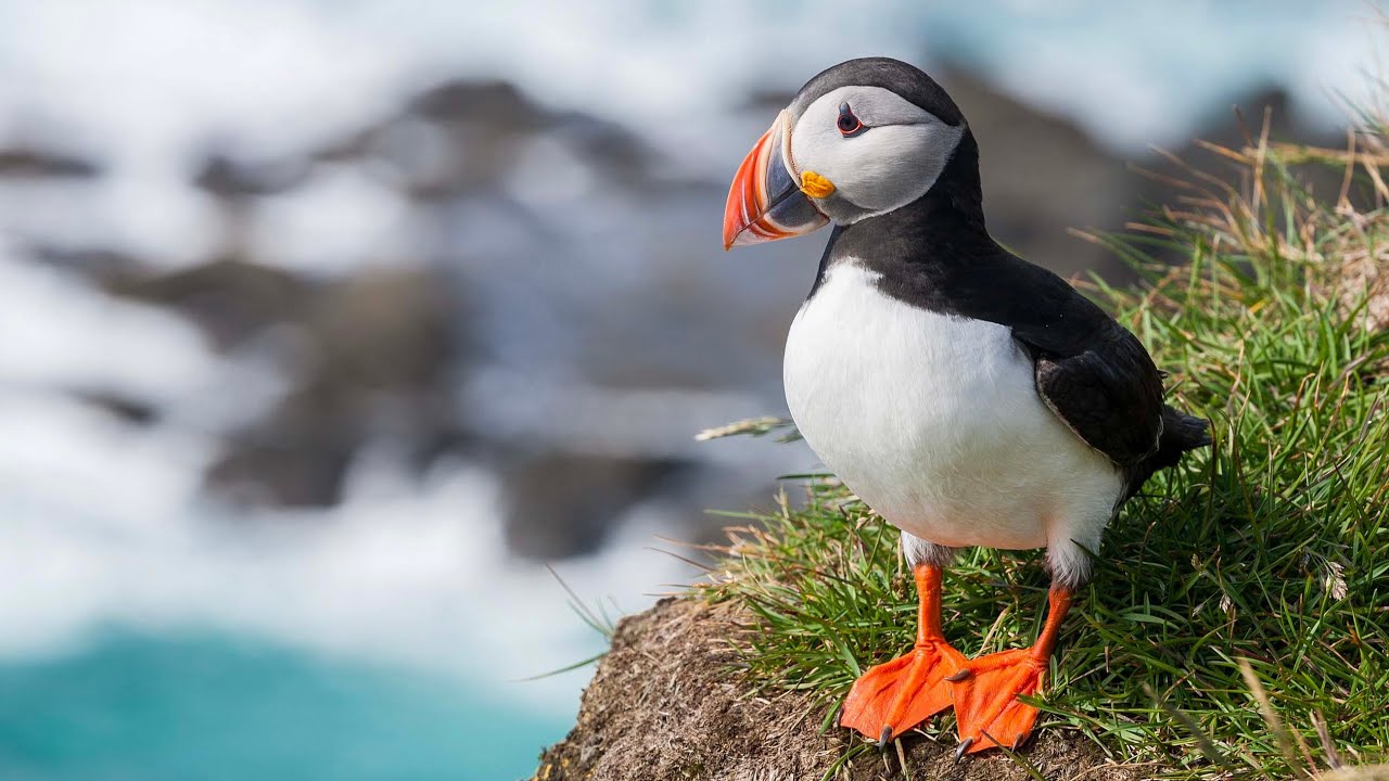 Facinating and Funny Puffins at Skomer Island.RG Photography Tamil UK