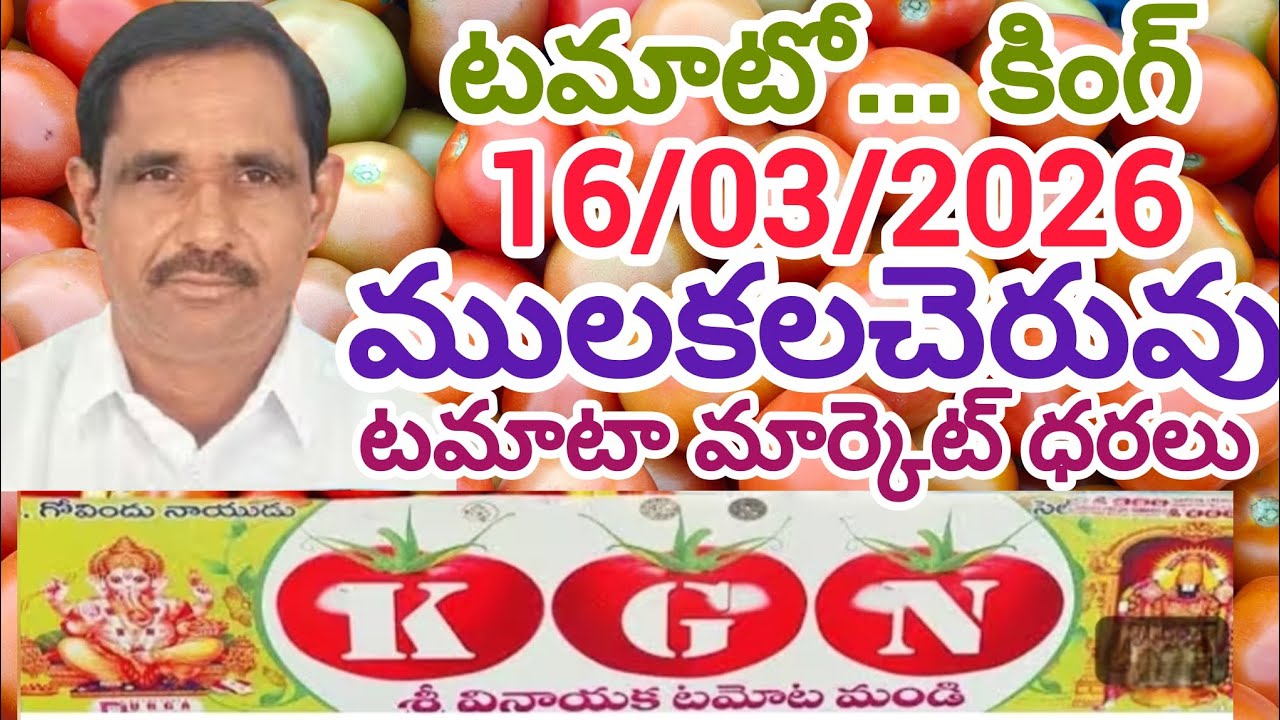 ములకలచెరువు టమోటా మార్కెట్ ధరలు🍅#mulakalacheruvutomatoratetoday #kgn #tomata #today #rates #prices 
