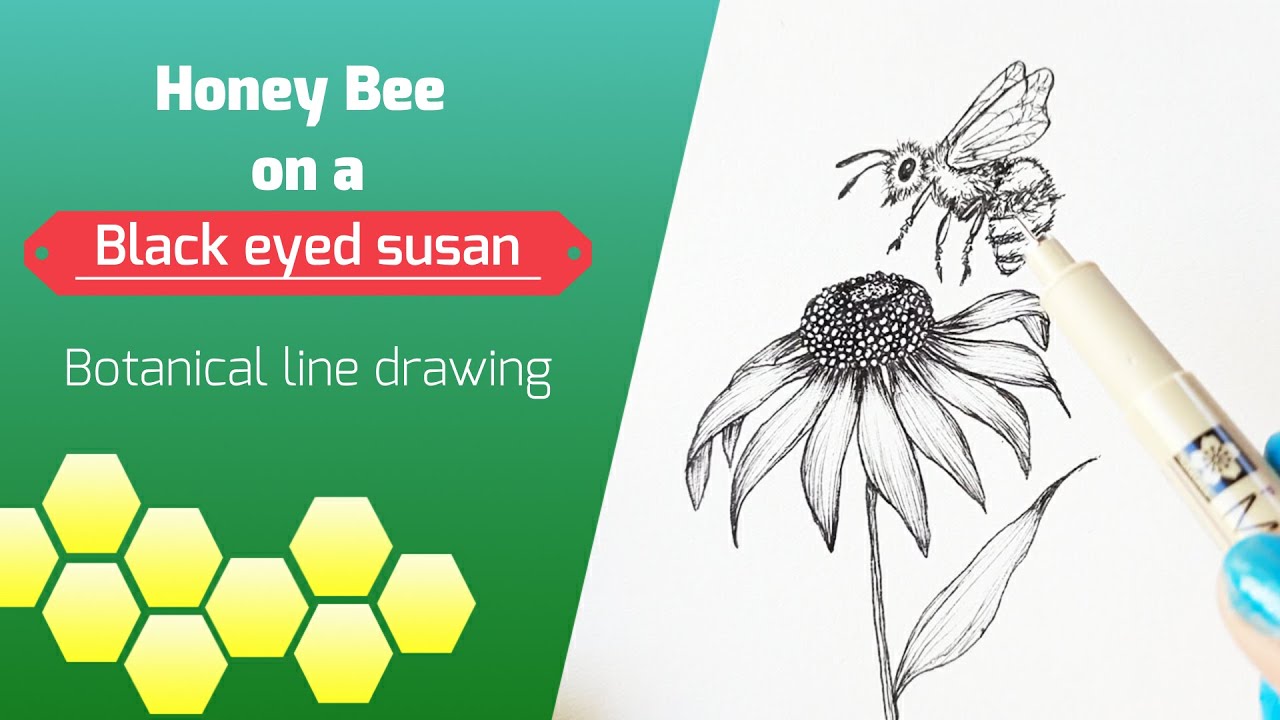 Drawing a Honey bee on a Black eyed Susan | Rudbekia Hirta | Line Drawing | Floral Illustration