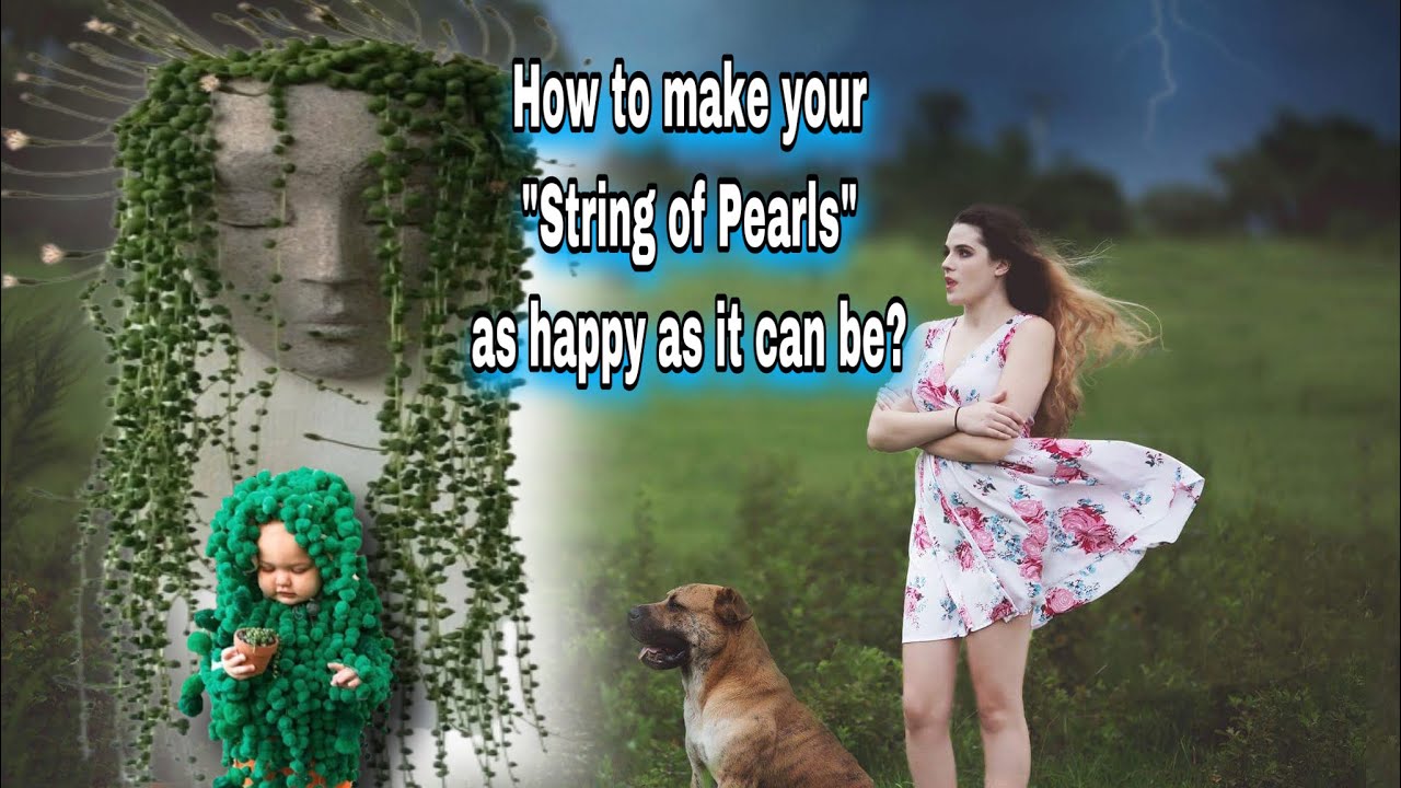 How to take care of String of Pearls? Tips and Care