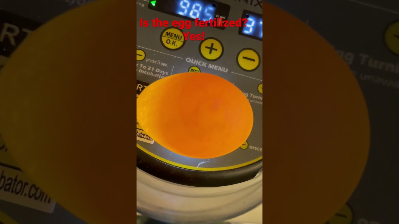 🐥How to tell if an egg is fertilized. 🐣 Day 3 of incubating.