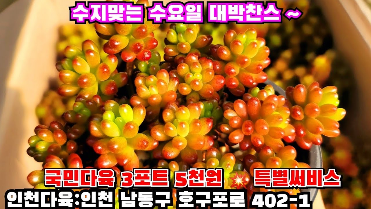 [인천다육]❤️수지맞는 수요일 대박찬스 ⚠️ 국민다육 3포트 5천원 ⚠️ 3만원 구매시 써비스증정 🏡 인천 남동구 호구포로 402-1 ☎️ 010-5316-7402 