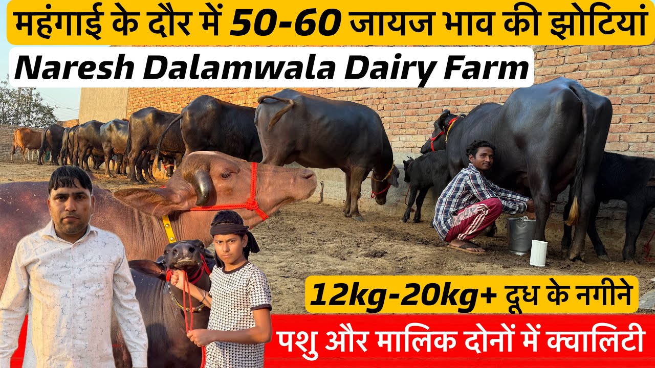 🔴पशु और मालिक दोनों में क्वालिटी👉महंगाई के दौर में 50-60 जायज भाव की जवान झोटियां।NARESH☎️9813334244