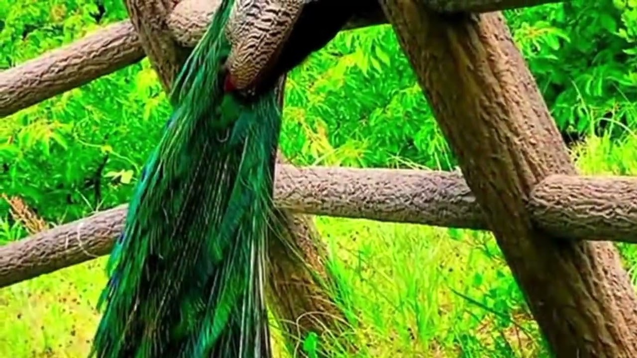 Beautiful Nature view