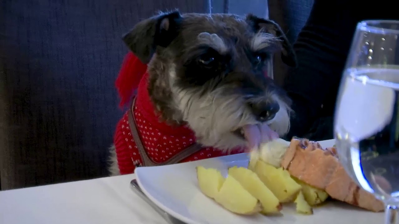 Santa Claus North Pole Dog Travel