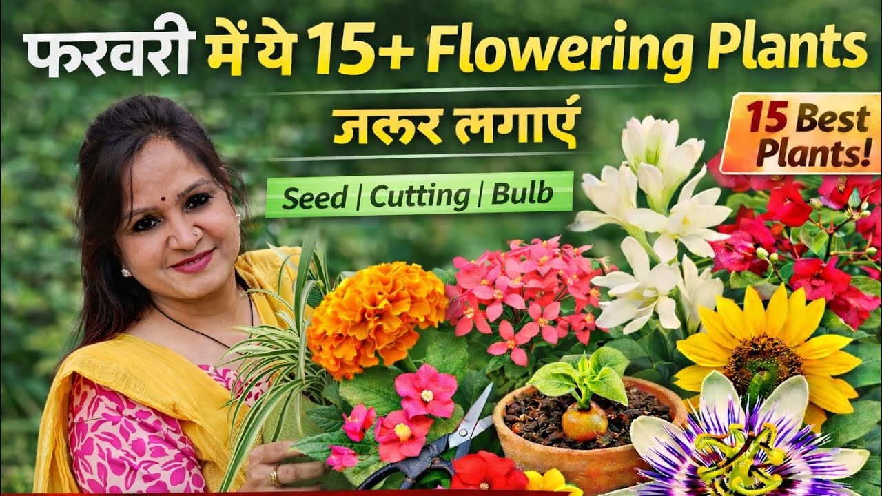 फरवरी में ये 15 Flowering & Easy Plants जरूर लगाएं ।spring se summer तक फूलों से भर जाएगा Garden 
