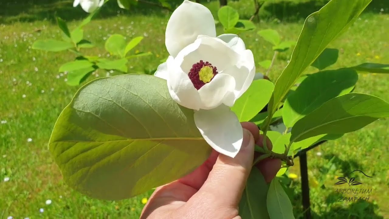 Magnolia sieboldii &scaron;&aacute;cholan Sieboldův
