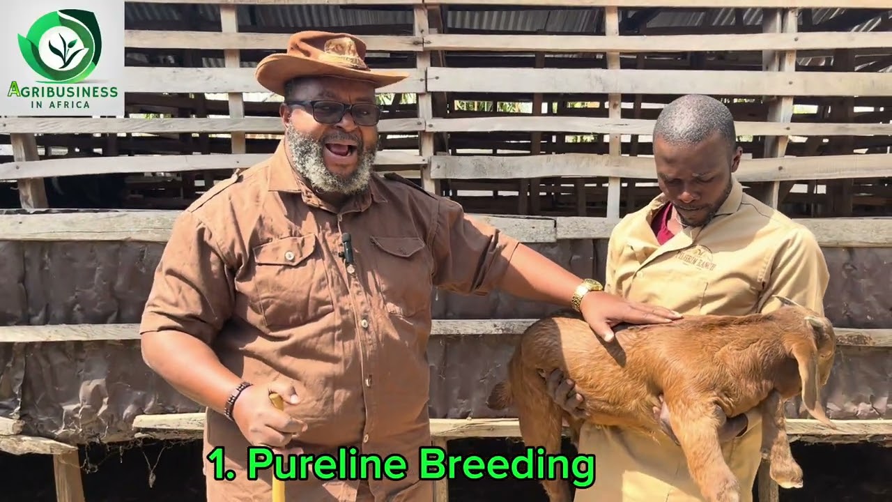 How we make money - rearing goats by Prof John Abraham Godson 
