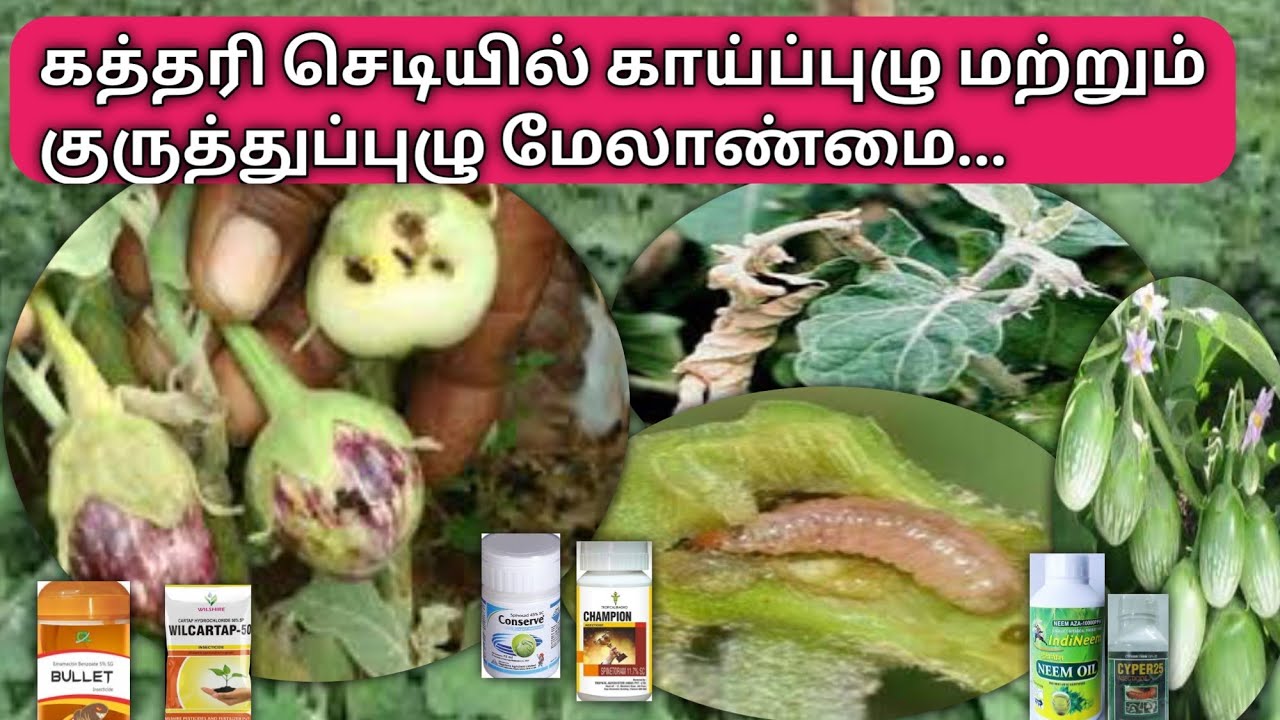 கத்திரி செடியில் காய்ப்புழுவை எப்படி கட்டுப்படுத்துவது? | Brinjal fruit borar and stem borar control