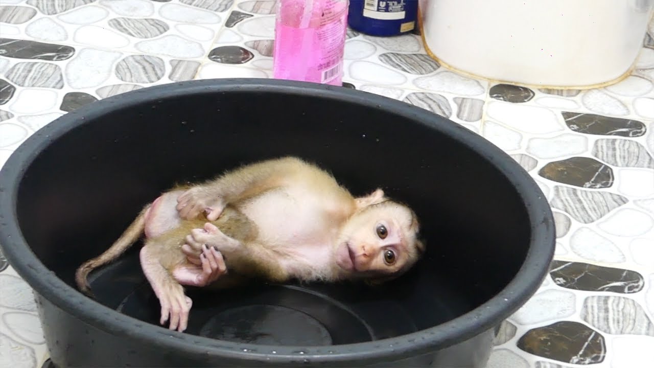 OMg! Because Of Stubborn Very Messy Does Not Respect Mom Drop Harry Inside Tub Alone png