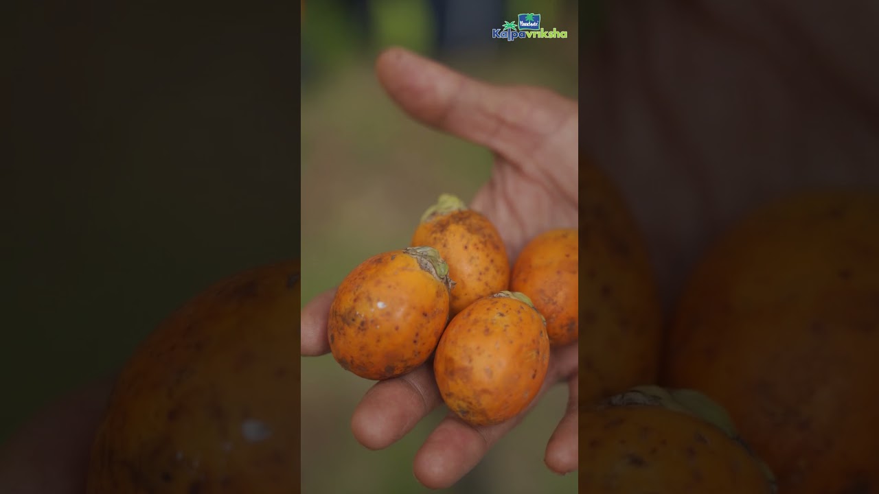 Selection of areca seed nuts